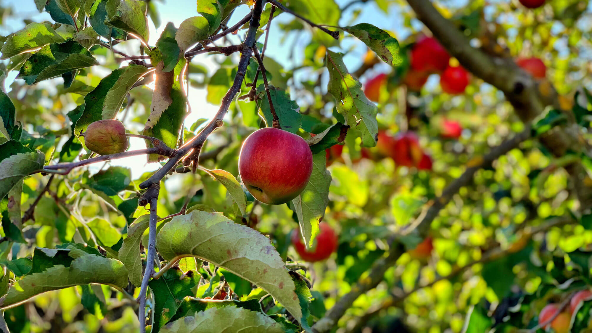 Newton saw an apple fall from a tree