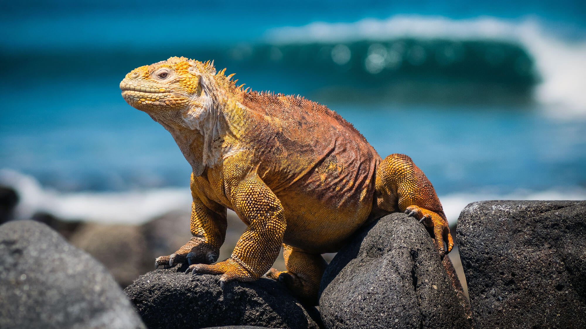 Galápagos islands is home to many interesting creatures