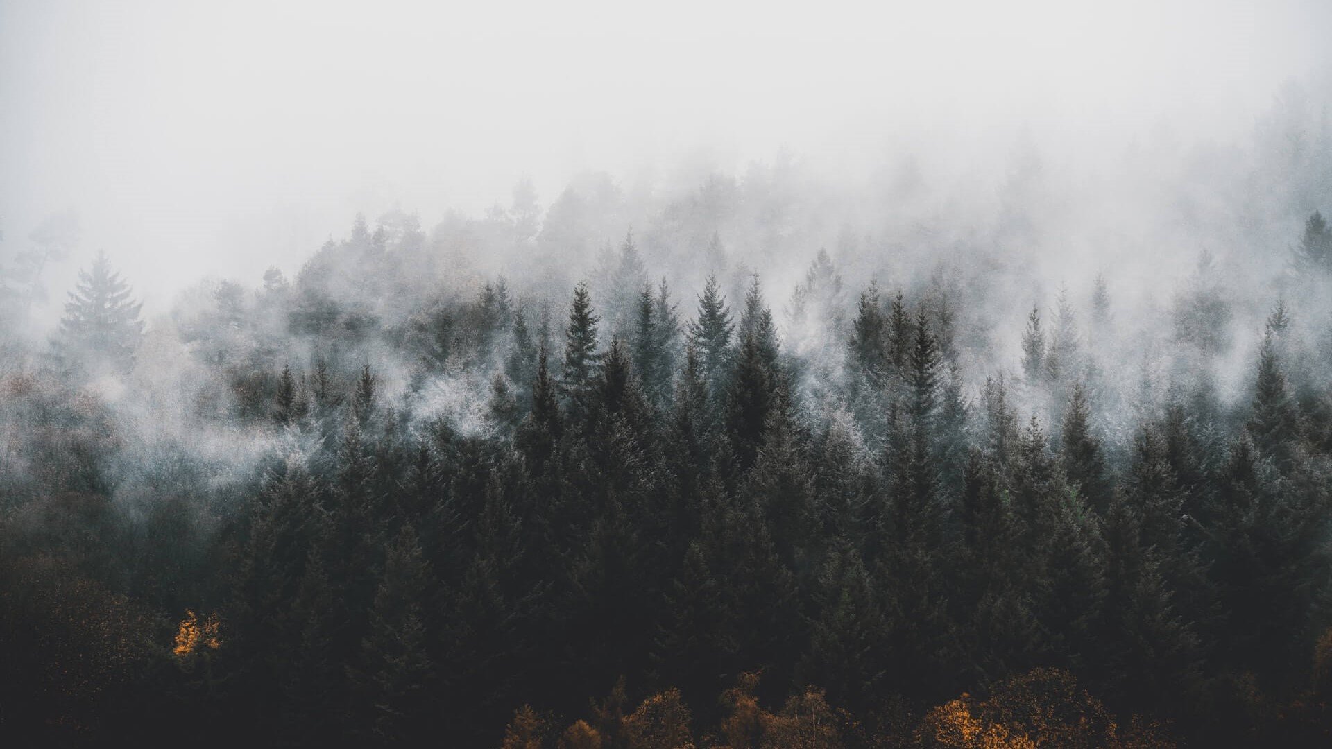foggy_forest
