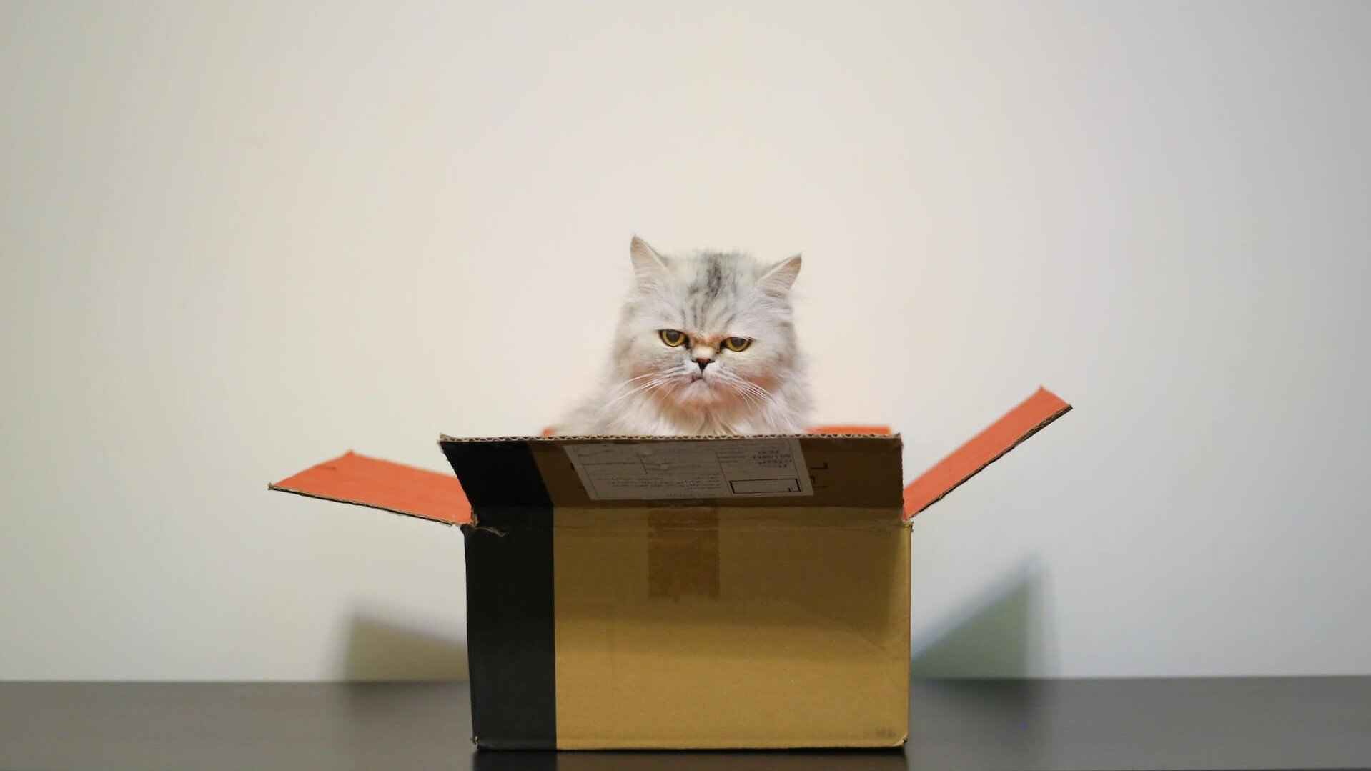 cat_in_a_box