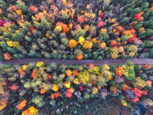 Bosque, motivación, otoño