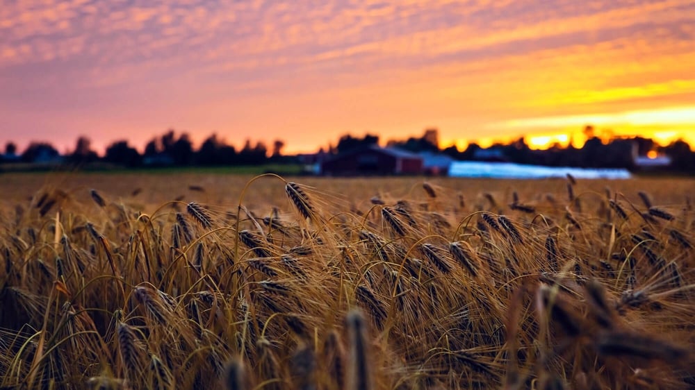 Seasonal crop rotation is key to sustainable farming