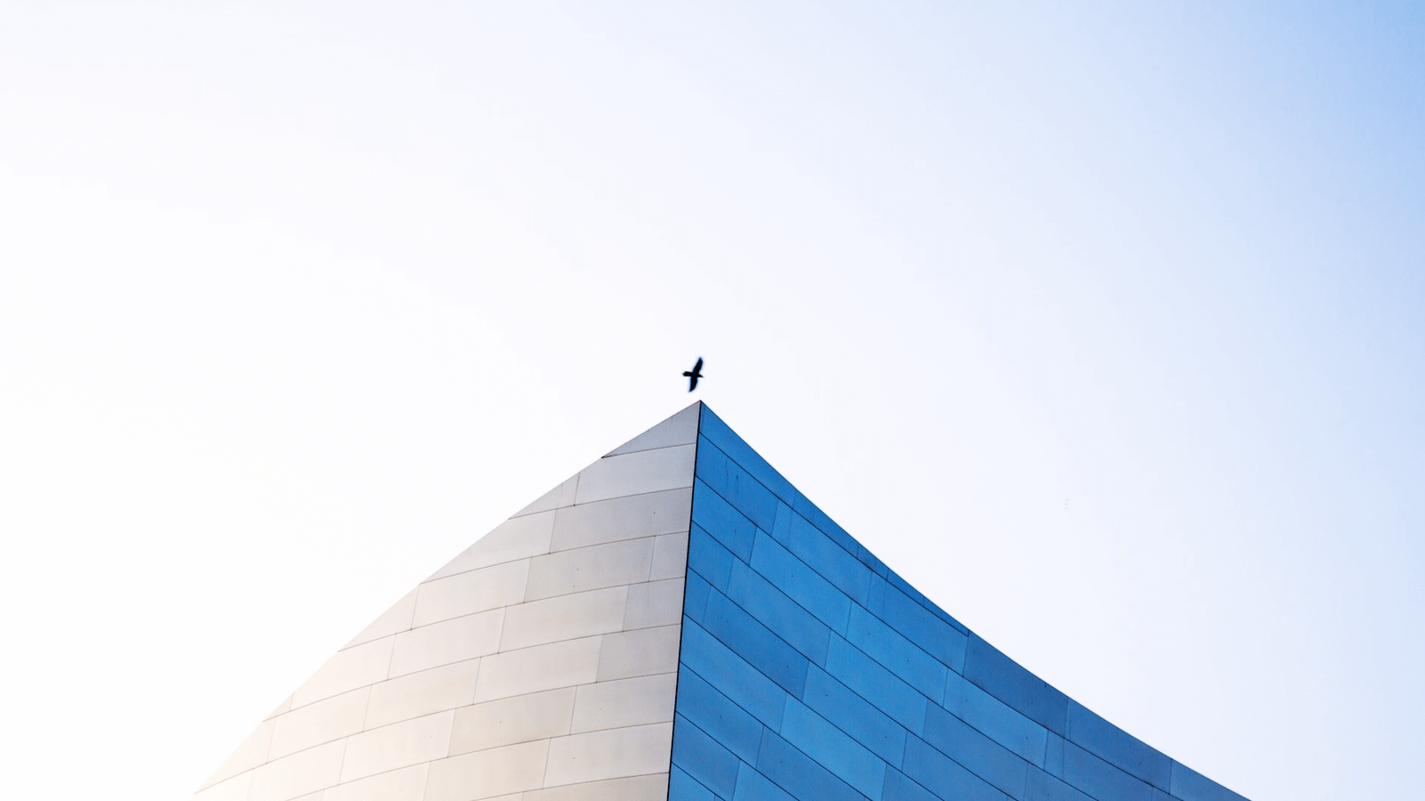 bird flying over a building